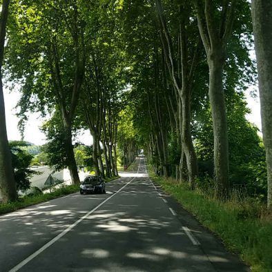 carretera con árboles