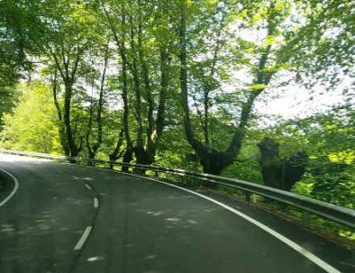 carretera arbolada durante ruta en camper